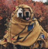 Australian Dog Lover Competition: Win 1 of 3 Snuggle Blankets