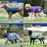 Win 1 of 3 WeatherBeeta Dog Coats thanks to Australian Dog Lover
