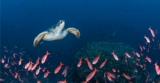 Hurtigruten and Australian Geographic Competition: Win a trip to the Galapagos Islands
