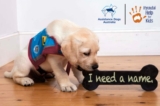 Hyundai Name the Pup Competition: Win a $250 Visa gift card
