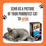 IGA Cat Lovers Giveaway: Win a $100 IGA Gift Card