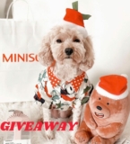 Win a Grizzly plush toy from Miniso Australia