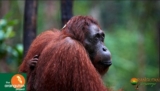 Orangutan Odysseys Competition: Win an Orangutan Adventure Holiday to Central Borneo
