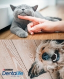 Purina Australia Competition: Win 1 of 10 prizes of a 6 months’ supply of Dentalife Dental Treats