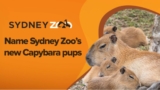 Sunrise Sydney Zoo Capybara Competition: Name the pups and win a Capybara encounter and more