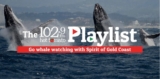 The Playlist Competition: Win 1 of 10 Whale Watching family passes to go whale watching with Spirit of Gold Coast