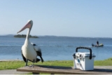 Win a 20QT Elite Cooler from Pelican
